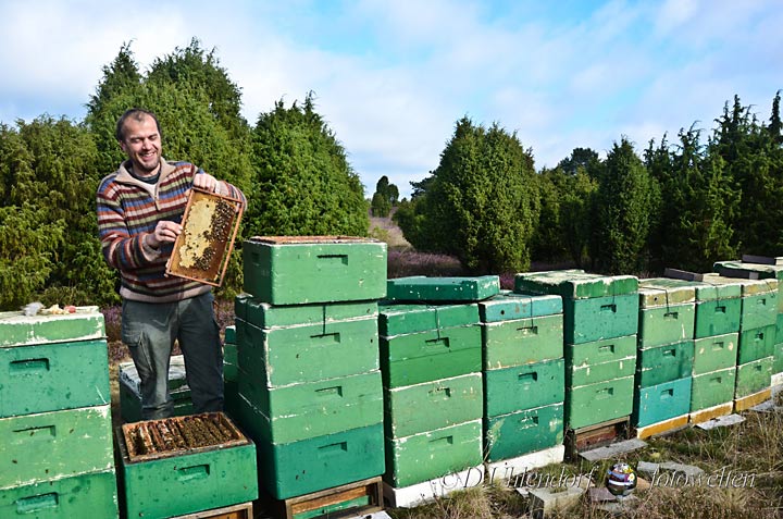 Imkermeister Klaus Ahrens bei seinen Bienen in der Heide